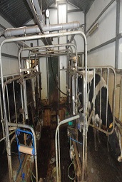 Дойка коровы употребляющей сорбент / адсорбент микотоксинов широкого спектра действий Сапросорб (Saprosorb) Кормовую добавку для животных, содержащую витаминно-минеральный комплекс