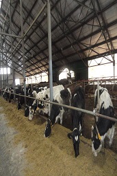 Коровы Макдери употребляющие сорбент / адсорбент микотоксинов широкого спектра действий Сапросорб (Saprosorb) Кормовую добавку для животных, содержащую витаминно-минеральный комплекс
