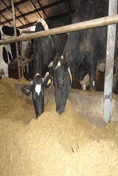 Коровы и быки Макдери употребляющие сорбент / адсорбент микотоксинов широкого спектра действий Сапросорб (Saprosorb) Кормовую добавку для животных, содержащую витаминно-минеральный комплекс